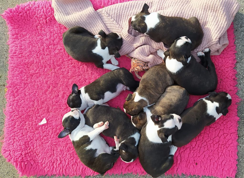 Mavikaflo's - Boston Terrier - Portée née le 20/09/2020