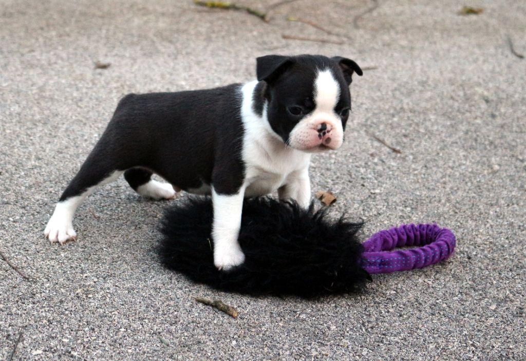 Mavikaflo's - Boston Terrier - Portée née le 24/09/2020