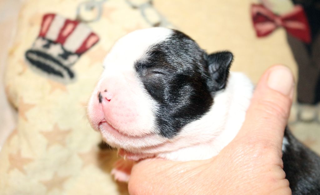 Mavikaflo's - Boston Terrier - Portée née le 09/11/2020